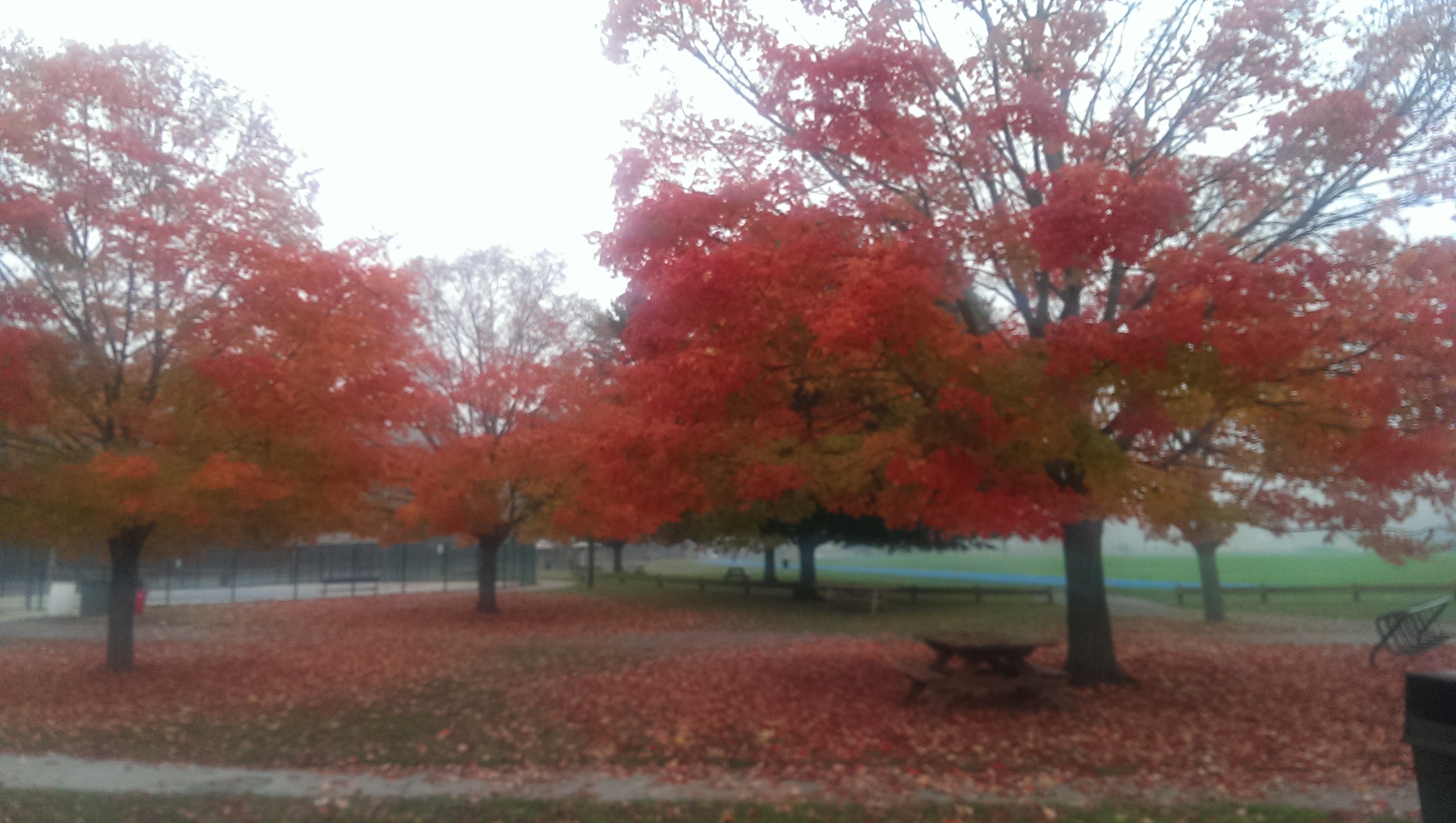 Fall trees